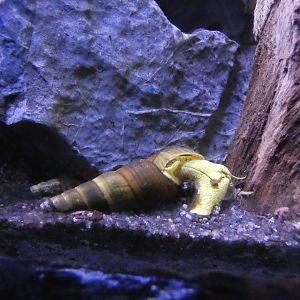 Lake Poso yellow rabbit snail