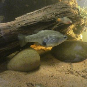 San Marcos red-tail spitfin