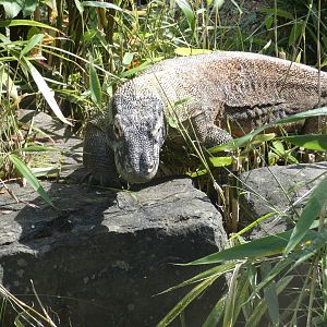 Komodo dragon