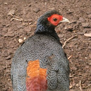 Malay crested fireback