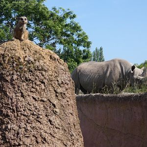Meerkat and black rhinoceros
