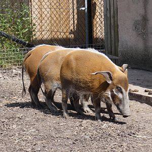 Red river hogs