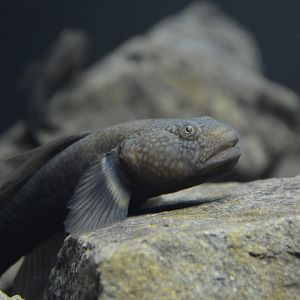 Dusky tripletooth goby (Tridentiger obscurus)