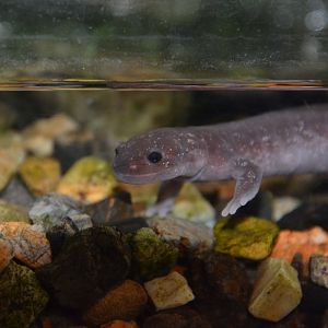 Mahoroba salamander (Hynobius guttatus)