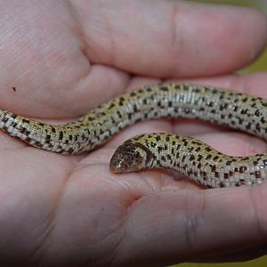 Checkerboard worm lizard (Trogonophis wiegmanni)