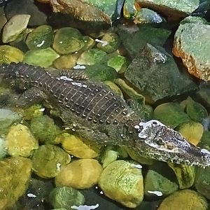 Paleosuchus trigonatus