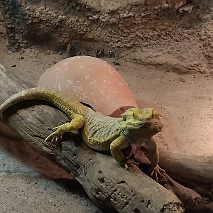 Pogona vitticeps