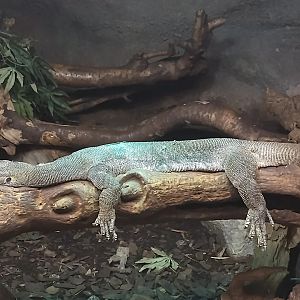 Varanus mertensi