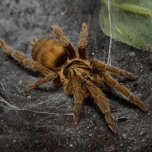 Trinidad olive tarantula (Neoholothele incei)