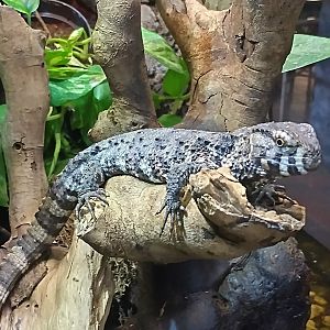 Shinisaurus crocodilurus