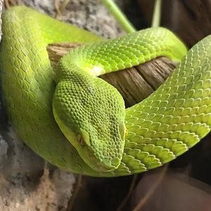 Trimeresurus albolabris