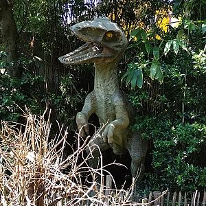Velociraptor