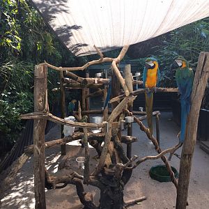 Outside parrot enclosure