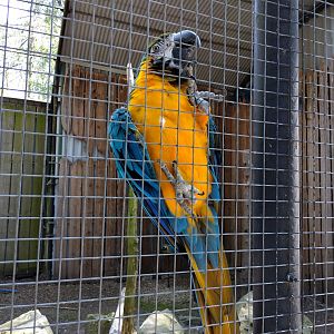 Blue and yellow macaw