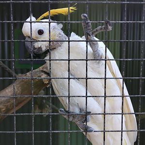 Recovering cockatoo