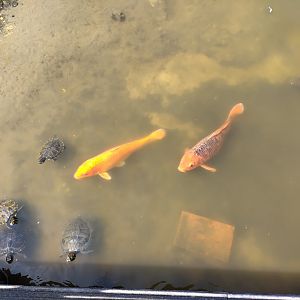 Koi and turtles