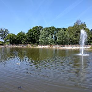 Pond for fish, turtles and waterfowl