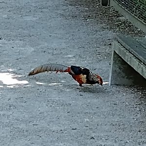 Lady amherst pheasant