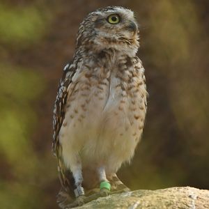 Burrowing Owl Athene cunicularia