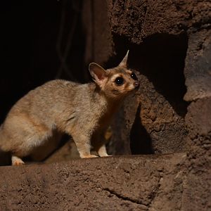Ringtail (Bassariscus astutus)
