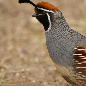 Gambel's Quail Callipepla gambelii