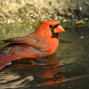 Northern Cardinal Cardinalis cardinalis