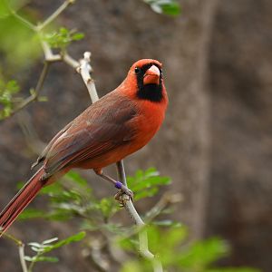 Northern Cardinal Cardinalis cardinalis