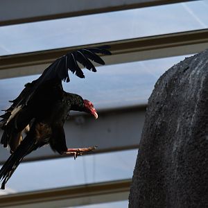 Turkey Vulture Cathartes aura