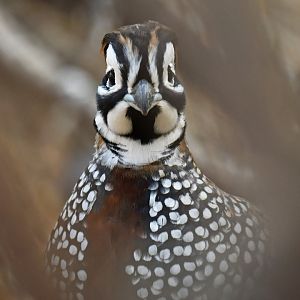 Montezuma Quail Cyrtonyx montezumae