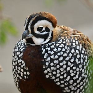 Montezuma Quail Cyrtonyx montezumae