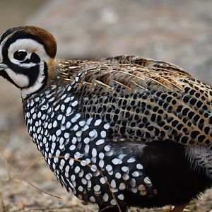 Montezuma Quail Cyrtonyx montezumae