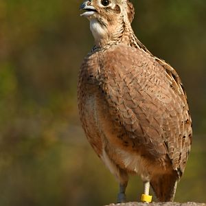 Montezuma Quail Cyrtonyx montezumae