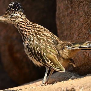 Greater Roadrunner Geococcyx californianus