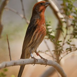 House Finch Haemorhous mexicanus