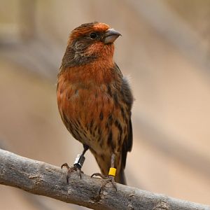 House Finch Haemorhous mexicanus