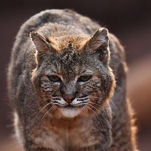 Bobcat Lynx rufus