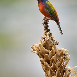 Painted Bunting Passerina ciris