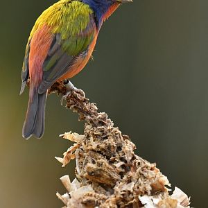 Painted Bunting Passerina ciris