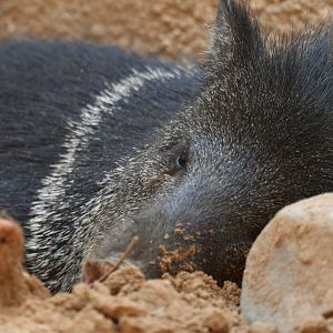 Collared pecari (Pecari tajacu)