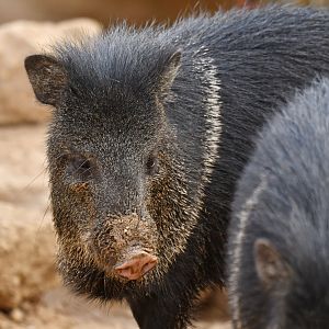 Collared pecari (Pecari tajacu)