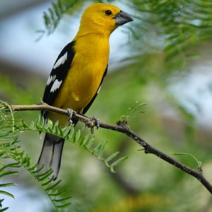 Yellow Grosbeak Pheucticus chrysopeplus