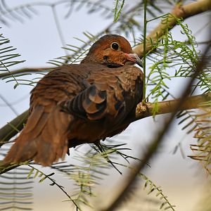 Socorro Dove Zenaida graysoni