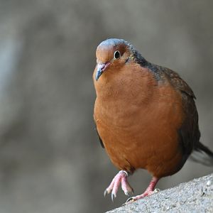 Socorro Dove Zenaida graysoni