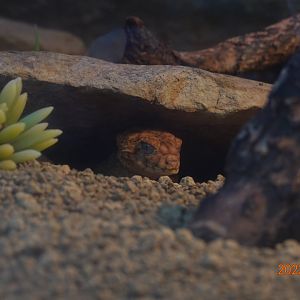 Centralian Rough Knob-tailed Gecko (Nephrurus amyae)