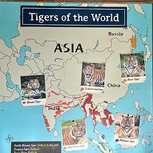 Tiger Information Board