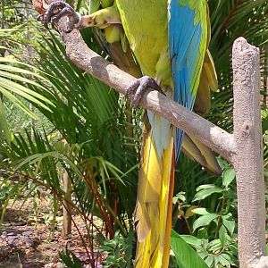 Great green macaw