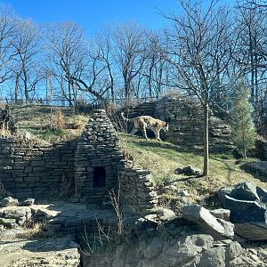 Amur Tiger Exhibit