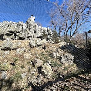Snow Leopard Exhibit