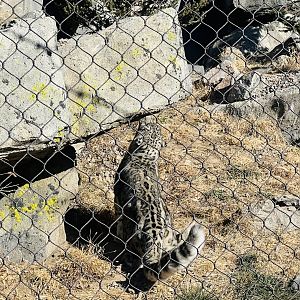 Snow Leopard scent marking