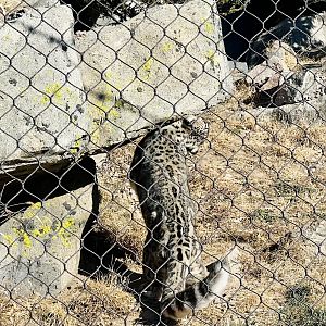 Snow Leopard scent marking